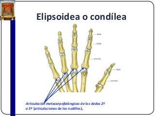Elipsoidea o condílea
Articulación metacarpofalángicas de los dedos 2º
a 5º (articulaciones de los nudillos),
 