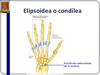 Elipsoidea o condílea
Articulación radiocarpiana
(de la muñeca)
 