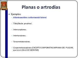Planas o artrodias
 Ejemplos:
 Atlantoaxoidea o atlantoaxial lateral.
 Tibiofibular proximal.
 Intercarpianas.
 Intertarsianas.
 Tarsometatarsiana.
 Carpometacarpianas (EXCEPTO CARPOMETACARPIANA DEL PULGAR,
que es en SILLA DE MONTAR).
 