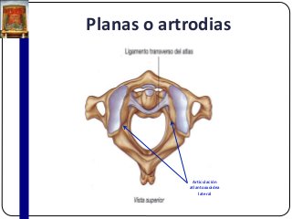 Planas o artrodias
Articulación
atlantoaxoidea
lateral
 