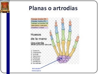 Planas o artrodias
Articulación
intercarpiana
 