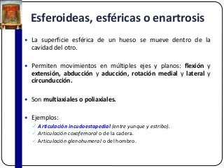 Esferoideas, esféricas o enartrosis
 La superficie esférica de un hueso se mueve dentro de la
cavidad del otro.
 Permiten movimientos en múltiples ejes y planos: flexión y
extensión, abducción y aducción, rotación medial y lateral y
circunducción.
 Son multiaxiales o poliaxiales.
 Ejemplos:
 Articulación incudoestapedial (entre yunque y estribo).
 Articulación coxofemoral o de la cadera.
 Articulación glenohumeral o del hombro.
 