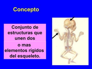 Conjunto de
estructuras que
unen dos
o mas
elementos rígidos
del esqueleto.
Concepto
 