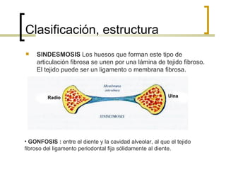 Clasificación, estructura
    SINDESMOSIS Los huesos que forman este tipo de
     articulación fibrosa se unen por una lámina de tejido fibroso.
     El tejido puede ser un ligamento o membrana fibrosa.




• GONFOSIS : entre el diente y la cavidad alveolar, al que el tejido
fibroso del ligamento periodontal fija sólidamente al diente.
 