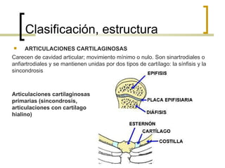 Clasificación, estructura
    ARTICULACIONES CARTILAGINOSAS
Carecen de cavidad articular; movimiento mínimo o nulo. Son sinartrodiales o
anfiartrodiales y se mantienen unidas por dos tipos de cartílago: la sínfisis y la
sincondrosis



Articulaciones cartilaginosas
primarias (sincondrosis,
articulaciones con cartílago
hialino)
 