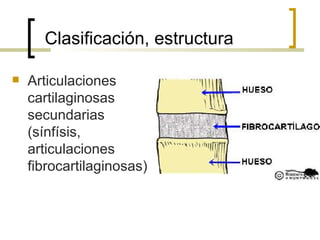 Clasificación, estructura

   Articulaciones
    cartilaginosas
    secundarias
    (sínfísis,
    articulaciones
    fibrocartilaginosas)
 