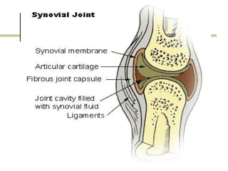 Clasificación, estructura
   ARTICULACIONES SINOVIALES
   Las articulaciones sinoviales son las más
    frecuentes e importantes desde el punto de vista
    funcional. Estas articulaciones permiten un
    movimiento libre entre los huesos y son típicas de
    casi todas las articulaciones de los miembros (por
    ejemplo articulaciones del hombro y de la cadera).
    Se denominan articulaciones sinoviales porque
    contienen una sustancia lubricante llamada líquido
    sinovial y están tapizadas por una membrana o
    cápsula sinovial
 