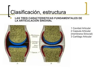 Clasificación, estructura
   LAS TRES CARACTERISTICAS FUNDAMENTALES DE
    LA ARTICULAClÓN SINOVIAL

                                      1 Cavidad Articular
                                      2 Capsula Articular
                                      (membrana Sinovial)
                                      3 Cartílago Articular
 