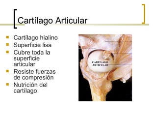 Cartílago Articular
   Cartílago hialino
   Superficie lisa
   Cubre toda la
    superficie
    articular
   Resiste fuerzas
    de compresión
   Nutrición del
    cartílago
 