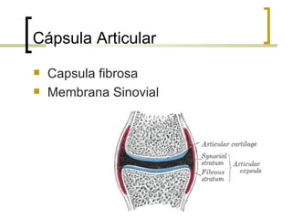 Cápsula Articular
   Capsula fibrosa
   Membrana Sinovial
 