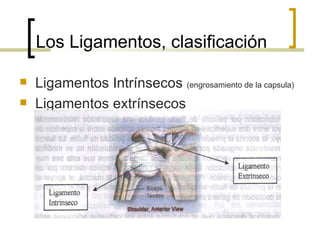 Los Ligamentos, clasificación

   Ligamentos Intrínsecos (engrosamiento de la capsula)
   Ligamentos extrínsecos
 