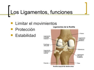 Los Ligamentos, funciones
   Limitar el movimientos
   Protección
   Estabilidad
 