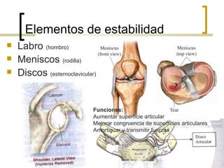 Elementos de estabilidad
   Labro (hombro)
   Meniscos (rodilla)
   Discos (esternoclavicular)


                             Funciones:
                             Aumentar superficie articular
                             Mejorar congruencia de superficies articulares
                             Amortiguar y transmitir fuerzas
 