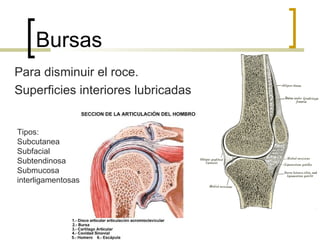 Bursas
Para disminuir el roce.
Superficies interiores lubricadas


Tipos:
Subcutanea
Subfacial
Subtendinosa
Submucosa
interligamentosas
 