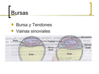 Bursas
   Bursa y Tendones
   Vainas sinoviales
 