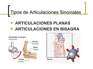 Tipos de Articulaciones Sinoviales

   ARTICULACIONES PLANAS
   ARTICULACIONES EN BISAGRA
 