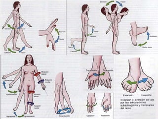 Artrologia.pptok clase 2 abril