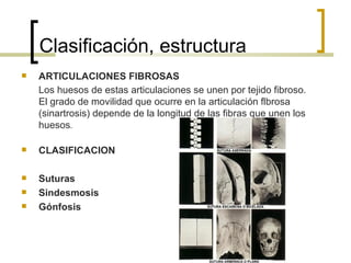 Clasificación, estructura
   ARTICULACIONES FIBROSAS
    Los huesos de estas articulaciones se unen por tejido fibroso.
    El grado de movilidad que ocurre en la articulación flbrosa
    (sinartrosis) depende de la longitud de las fibras que unen los
    huesos.

   CLASIFICACION

   Suturas
   Sindesmosis
   Gónfosis
 