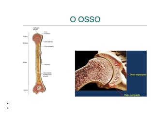 O OSSO
                     Tecido ósseo compacto

                     Tecido ósseo esponjoso




Revestimento ósseo
• Periósteo
•Endósteo
 