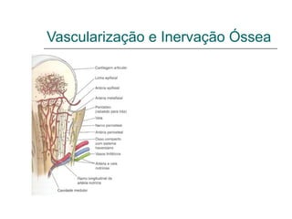 Vascularização e Inervação Óssea


               A vascularização é realizada
               no osso compacto por meio de
               sistemas haversianos.


               Pergunta:
               O que são os sistemas de
               Havers?

               Como é realizada a inervação
               óssea?
 
