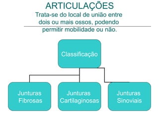 ARTICULAÇÕES
     Trata-se do local de união entre
      dois ou mais ossos, podendo
       permitir mobilidade ou não.



              Classificação




Junturas        Junturas          Junturas
Fibrosas      Cartilaginosas      Sinoviais
 