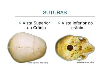 SUTURAS
   Vista Superior      Vista inferior do
      do Crânio               crânio
 