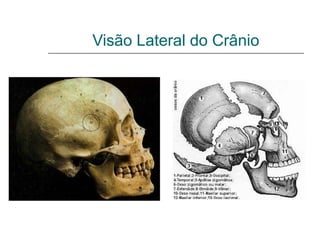 Visão Lateral do Crânio
 