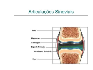 Articulações Sinoviais
Diartroses – Articulações Móveis
             - Estrutura -
 
