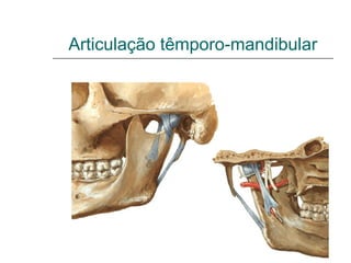 Articulação têmporo-mandibular
 