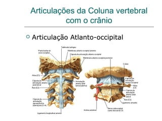 Articulações da Coluna vertebral
              com o crânio
   Articulação Atlanto-occipital
 