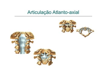 Articulação Atlanto-axial
 