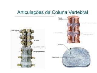 Articulações da Coluna Vertebral
Sínfises entre os corpos vertebrais
 