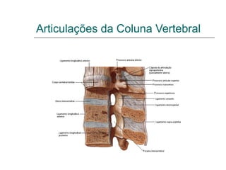 Articulações da Coluna Vertebral
 Articulações Zigo-apofisárias
 