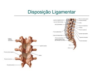 Disposição Ligamentar
 