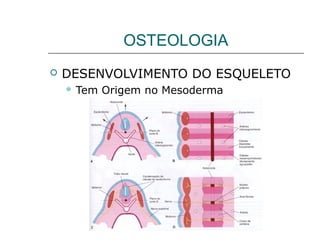 OSTEOLOGIA
   DESENVOLVIMENTO DO ESQUELETO
       Tem Origem no Mesoderma
 