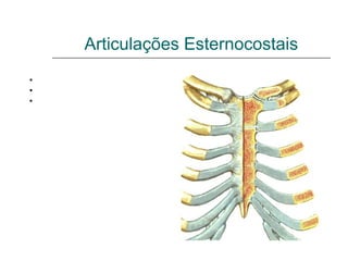 Articulações Esternocostais
•Ligamentos Esternocostais radiados
•Ligamento esternocostal intra-articular
•Ligamentos costo-xifóideos
 