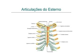 Articulações do Esterno
Articulação Manubrioesternal
Articulação xifoesternal
 