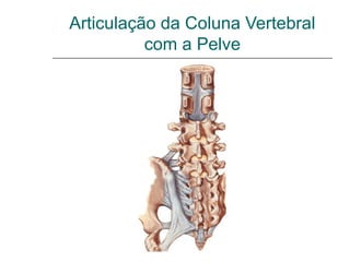 Articulação da Coluna Vertebral
          com a Pelve
 