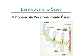 Desenvolvimento Ósseo
            Processo de Desenvolvimento Ósseo

•Ossificação Intramembranosa
  Formação de modelos mesenquimais
do osso.




•Ossificação Endocondral
   Formação de modelos cartilaginosos
dos ossos a partir do mesênquima.
 