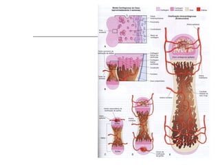 Ossificação
Endocondral

Formação dos centros de
ossificação;
Formação da Placa Epifisial;
 