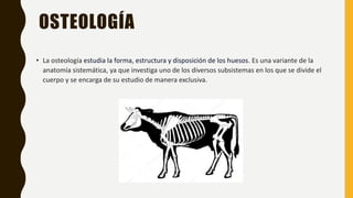 OSTEOLOGÍA
• La osteología estudia la forma, estructura y disposición de los huesos. Es una variante de la
anatomía sistemática, ya que investiga uno de los diversos subsistemas en los que se divide el
cuerpo y se encarga de su estudio de manera exclusiva.
 
