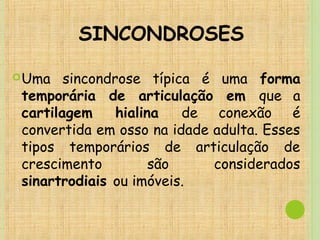 SINCONDROSES
Uma sincondrose típica é uma forma
temporária de articulação em que a
cartilagem hialina de conexão é
convertida em osso na idade adulta. Esses
tipos temporários de articulação de
crescimento são considerados
sinartrodiais ou imóveis.
 