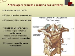 Articulações entre C1 e C2:
Atlóido – axoideia - heteroartrose
Atlóido-odontoideia – trocartrose
Articulações comuns à maioria das vértebras
VERTEBRAS ISÓLOGAS
. entre os corpos vertebrais –
anfiartroses
. entre as apófises articulares –
a) cervicais e dorsais – artrodias
b) lombares – condilartroses
rudimentares
 