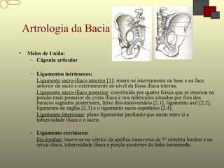 Artrologia da Bacia
• Meios de União:
– Cápsula articular
– Ligamentos intrínsecos:
Ligamento sacro-ilíaco anterior [1]: insere-se internamente na base e na face
anterior do sacro e externamente ao nível da fossa ilíaca interna.
Ligamento sacro-ilíaco posterior: constituído por quatro feixes que se inserem na
porção mais posterior da crista ilíaca e nos tubérculos situados por fora dos
buracos sagrados posteriores, feixe ílio-transversário [2.1], ligamento axil [2.2],
ligamento de zaglas [2.3] e o ligamento sacro-espinhoso [2.4].
Ligamento interósseo: plano ligamentar profundo que unem entre si a
tuberosidade ilíaca e o sacro.
- Ligamento extrínseco:
ílio-lombar: insere-se no vértice da apófise transversa da 5ª vértebra lombar e na
crista ilíaca, tuberosidade íliaca e porção posterior da linha inonimada.
 