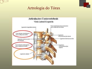 Artrologia do Tórax
 