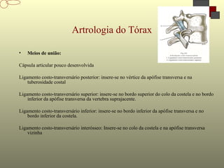 Artrologia do Tórax
• Meios de união:
Cápsula articular pouco desenvolvida
Ligamento costo-transversário posterior: insere-se no vértice da apófise transversa e na
tuberosidade costal
Ligamento costo-transversário superior: insere-se no bordo superior do colo da costela e no bordo
inferior da apófise transversa da vertebra suprajacente.
Ligamento costo-transversário inferior: insere-se no bordo inferior da apófise transversa e no
bordo inferior da costela.
Ligamento costo-transversário interósseo: Insere-se no colo da costela e na apófise transversa
vizinha
 