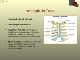 Artrologia do Tórax
• Articulações Condro-Costais
• Classificação: Sincondroses
• Superfícies Articulares: Do lado da
costela existe uma cavidade elipsóide e
do lado da cartilagem costal uma
saliência que penetra na cavidade costal
• Meios de união: Constituídos pela união
entre o pericôndrio que envolve a
cartilagem costal e o periósteo que
envolve a costela.
 