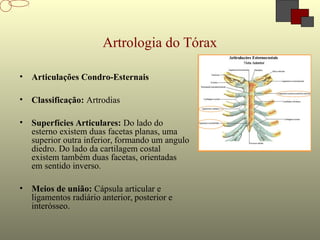 Artrologia do Tórax
• Articulações Condro-Esternais
• Classificação: Artrodias
• Superfícies Articulares: Do lado do
esterno existem duas facetas planas, uma
superior outra inferior, formando um angulo
diedro. Do lado da cartilagem costal
existem também duas facetas, orientadas
em sentido inverso.
• Meios de união: Cápsula articular e
ligamentos radiário anterior, posterior e
interósseo.
 