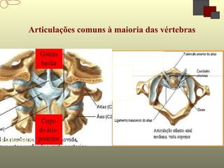 Articulações comuns à maioria das vértebras
 
