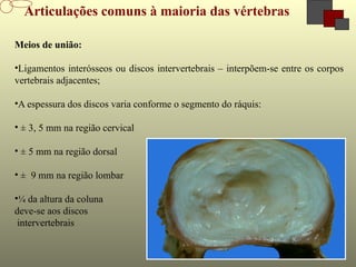 8-3
Articulações comuns à maioria das vértebras
Meios de união:
•Ligamentos interósseos ou discos intervertebrais – interpõem-se entre os corpos
vertebrais adjacentes;
•A espessura dos discos varia conforme o segmento do ráquis:
• ± 3, 5 mm na região cervical
• ± 5 mm na região dorsal
• ± 9 mm na região lombar
•¼ da altura da coluna
deve-se aos discos
intervertebrais
 